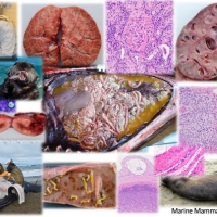 image collage of marine mammal pathology