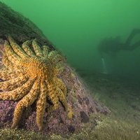 sun star starfish with diver in background