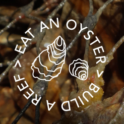 farmed oysters with eat an oyster build a reef text overlay