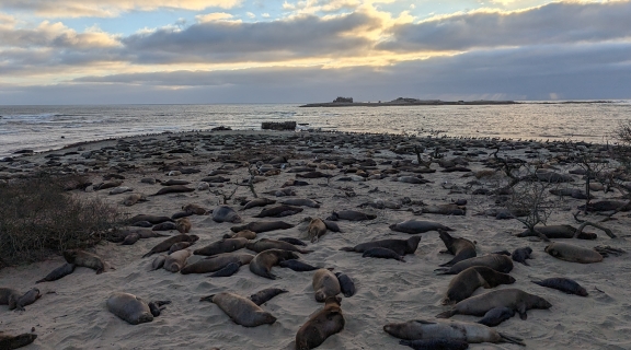 seals on beach at sunset