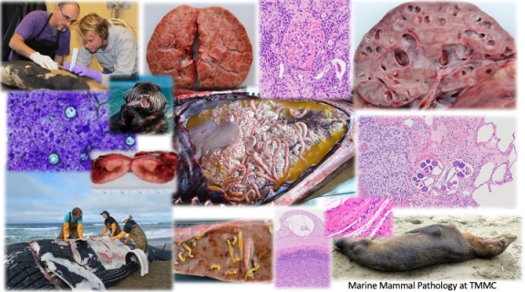 image collage of marine mammal pathology